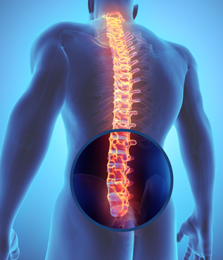 Lumbar Spine Anatomy - ShimSpine