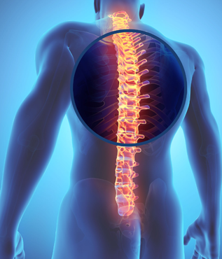 Thoracic Spine Anatomy - ShimSpine